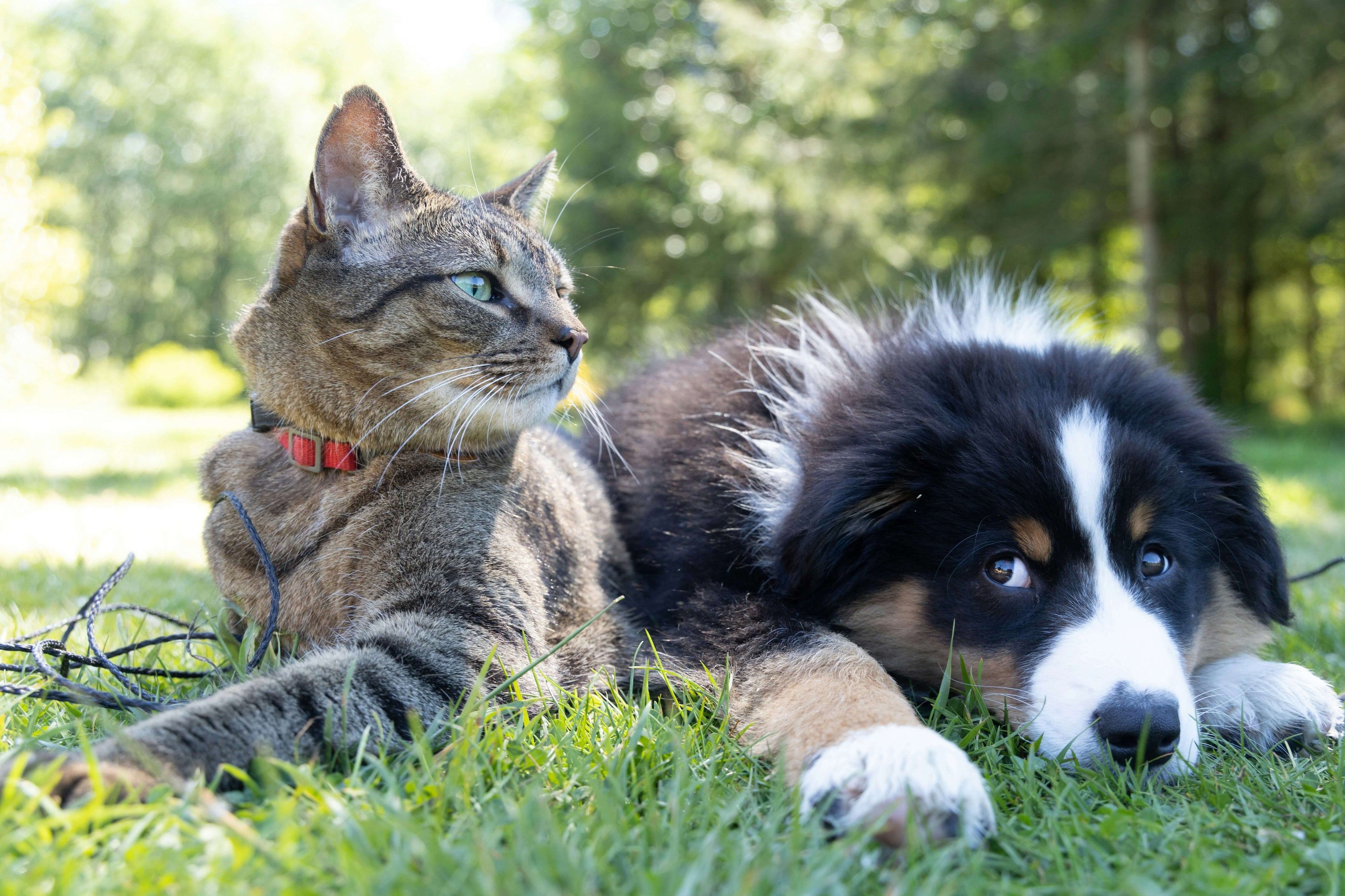 Cat and dog lying on grass with trees in the background