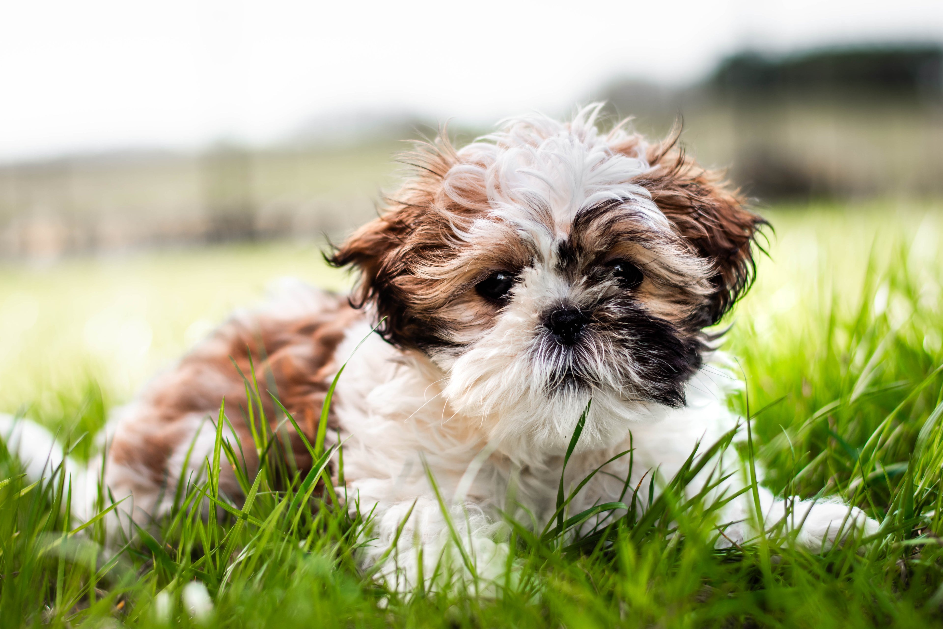 Adorable Shih Tzu puppy sitting on green grass | Dulypets