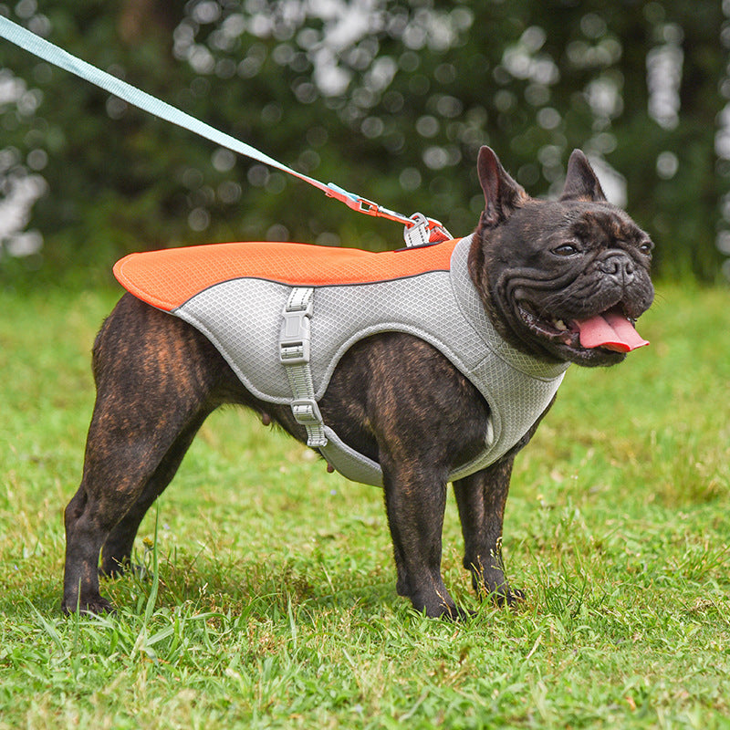 Dog wearing an orange and gray harness on a grassy field