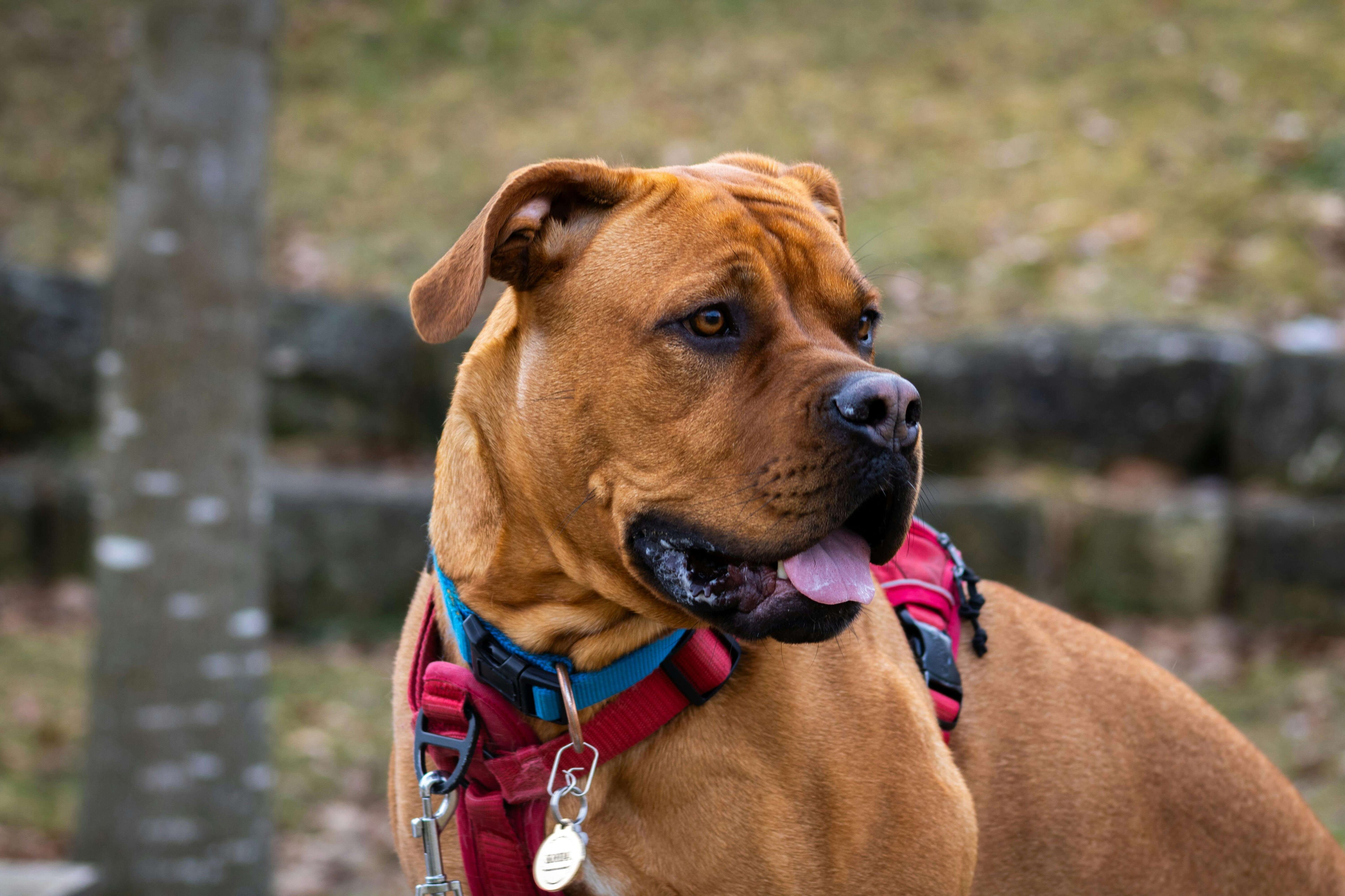 Brown dog wearing a red harness and blue collar outdoors with a blurred background