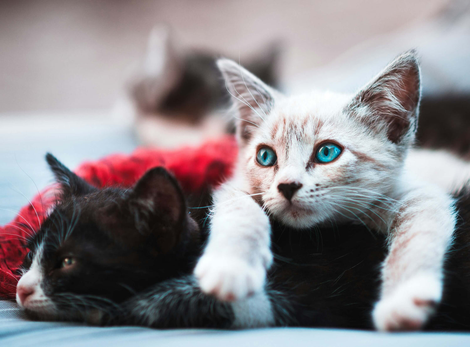 Two kittens, one black and one with white and blue eyes, lying on a soft surface.