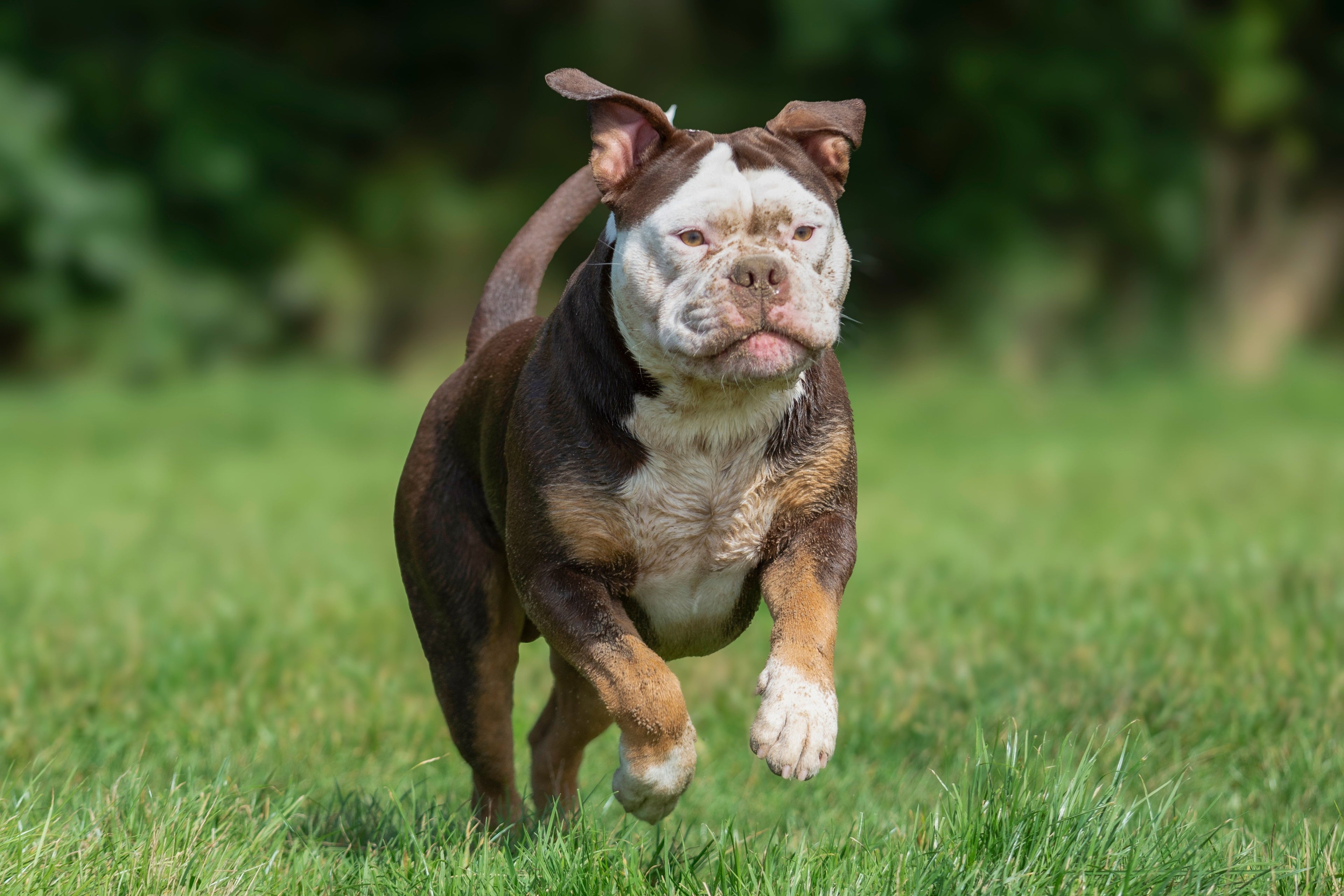 Brown and white dog running on green grass | Dulypets